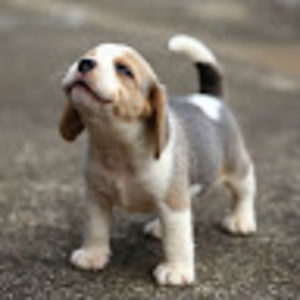 Meet your Posher, Delaney